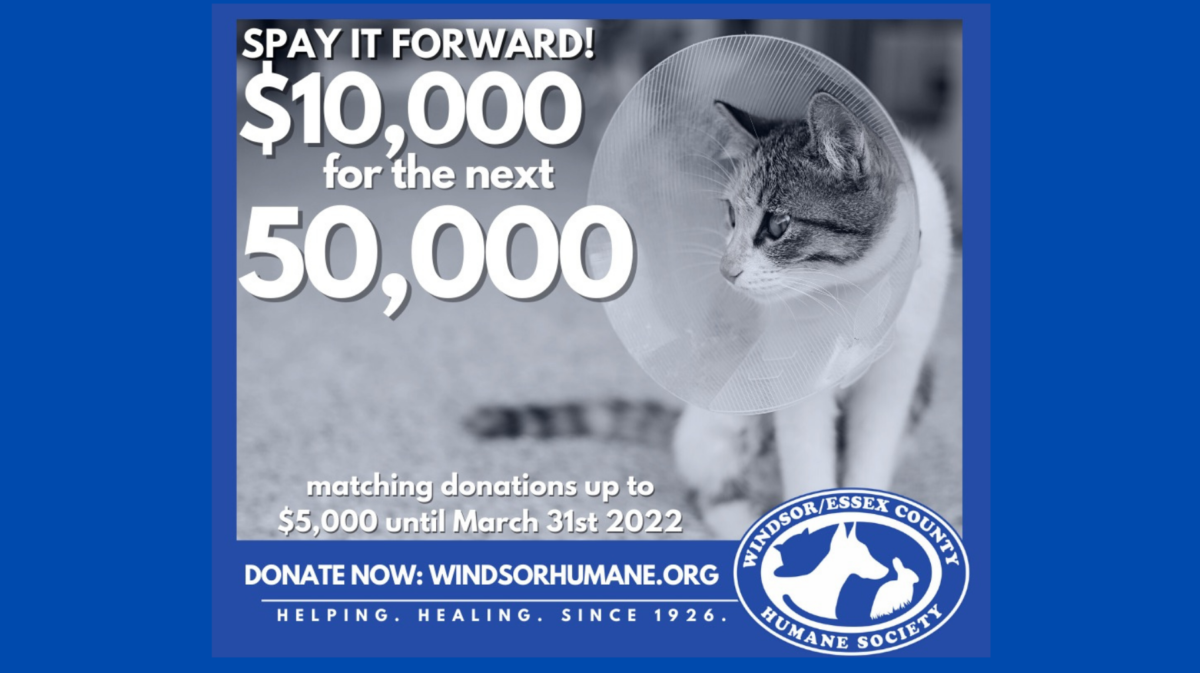 WECHS Veterinary Clinic Completes 50,000th Surgery! Kingsville Times