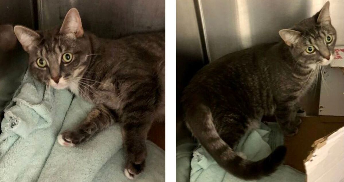 Pet of the Week Meet Mila Kingsville Times