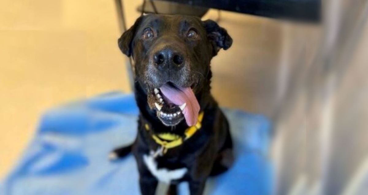 Pet of the Week Meet Jax Kingsville Times