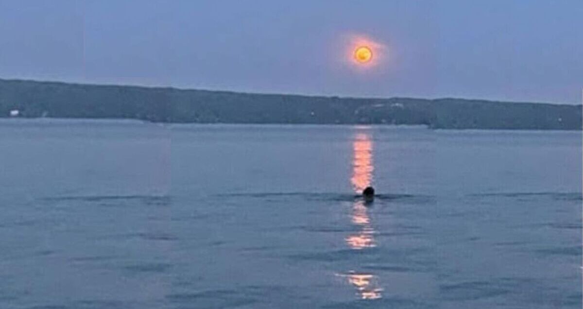 Swimming Under a Strawberry Full Moon with Joan Murray Barton