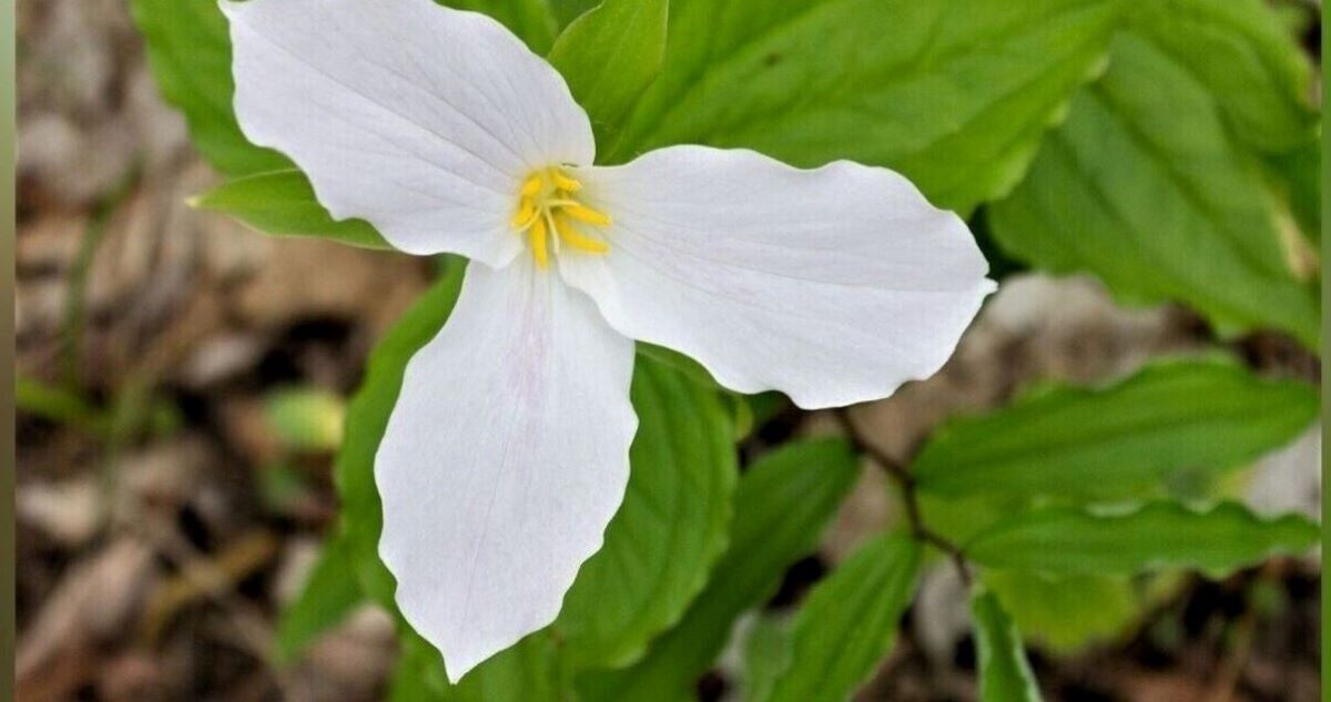 Ontario Boosting Training for Entrepreneurs